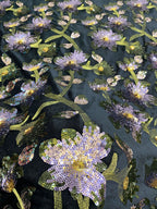 Velvet Floral Sequin Embroidery Fabric — fabric photo 3