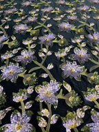 Velvet Floral Sequin Embroidery Fabric — fabric photo 2