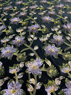 Black Velvet Sequin Embroidery Fabric - Evening Dress & Performance Costume Material